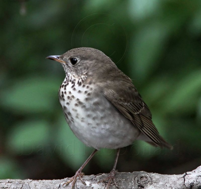 Gray-cheeked Thrush_6591.jpg