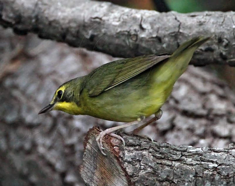 Kentucky Warbler - female_6661.jpg