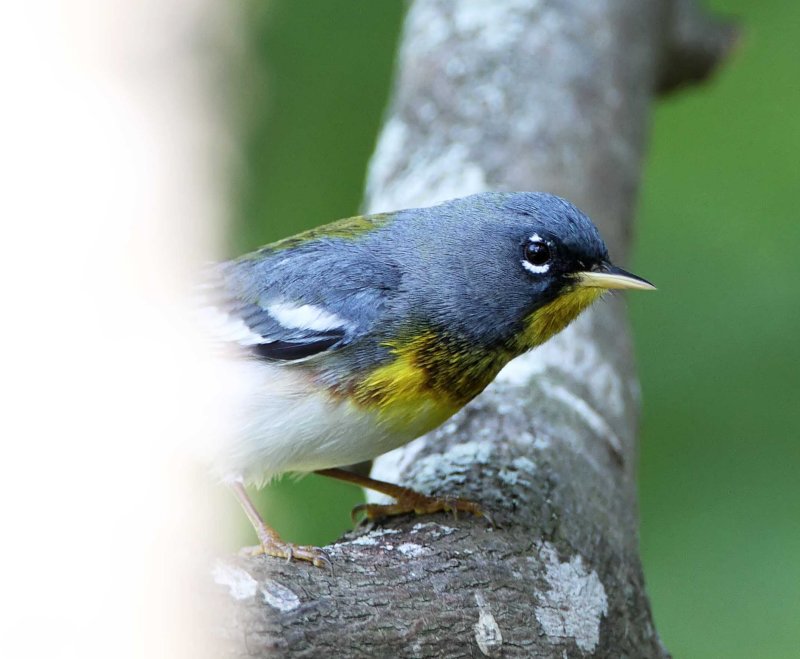 Northern Parula - male_7299.jpg