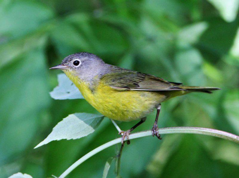 Nashville Warbler_7096.jpg