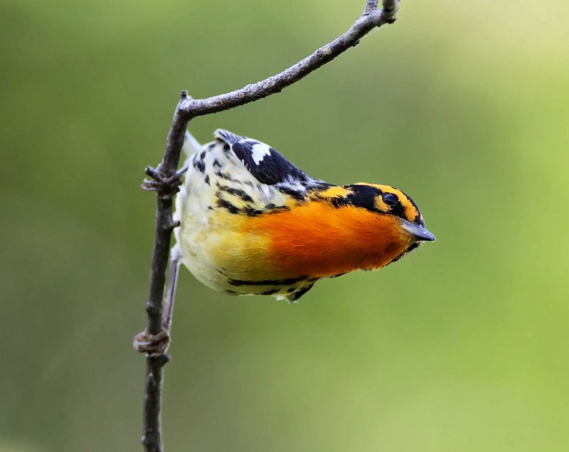 Blackburnian Warbler - male_7382.jpg