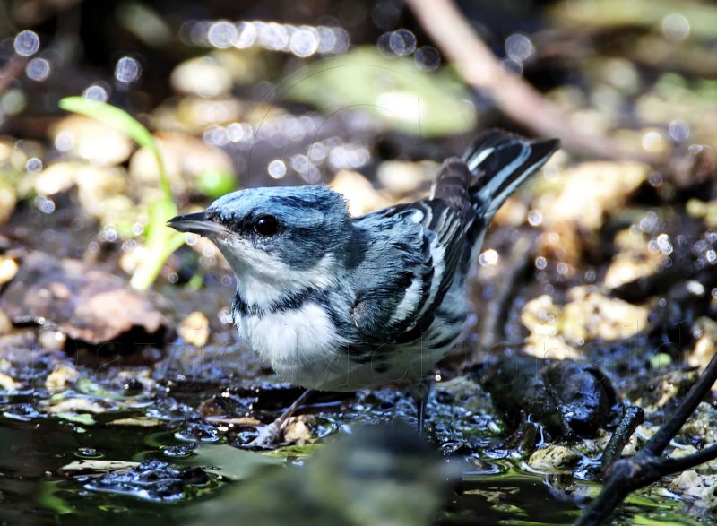Cerulean Warbler_9140.jpg