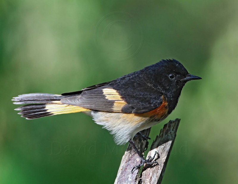 American Redstart - adult male_9278.jpg