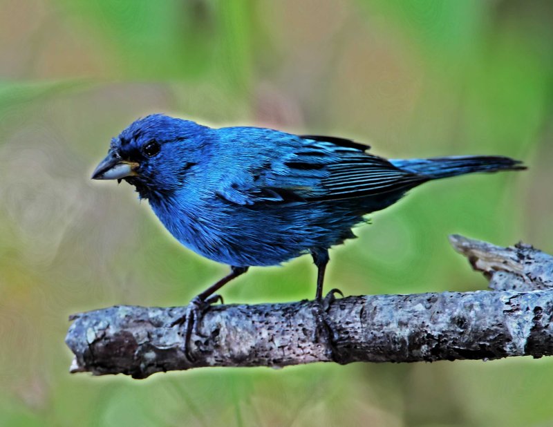 Indigo Bunting_9040.jpg