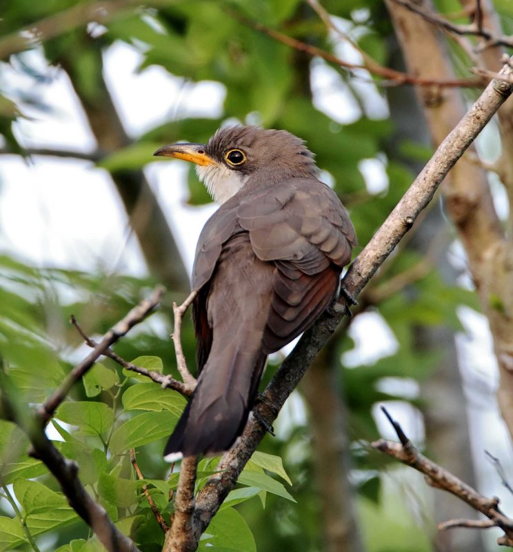 Yellow-billed Cuckoo_5477.jpg