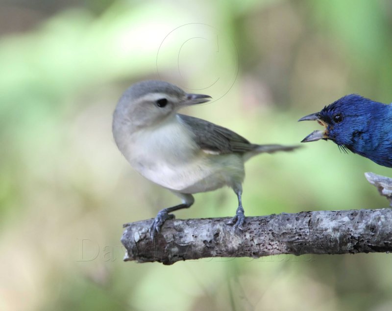 Warbling Vireo vs Indigo Bunting3_9035.jpg
