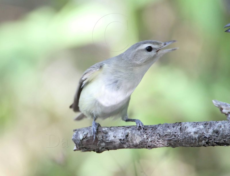 Warbling Vireo vs Indigo Bunting4_9036.jpg