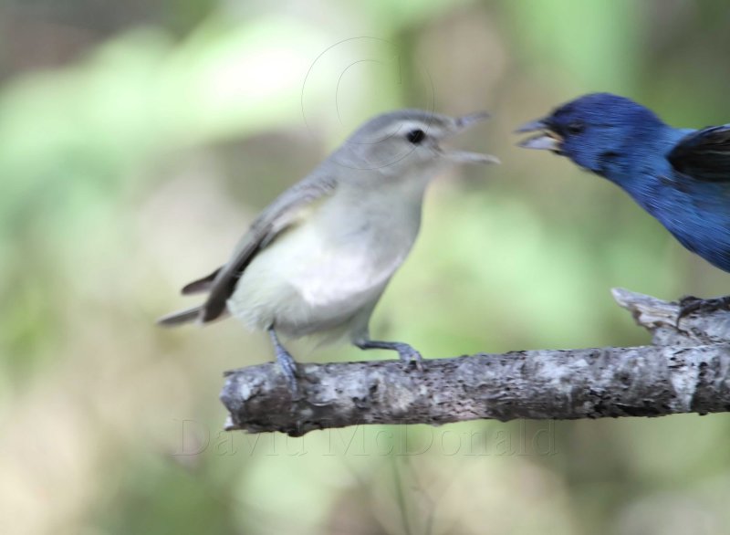 Warbling Vireo vs Indigo Bunting5_9037.jpg