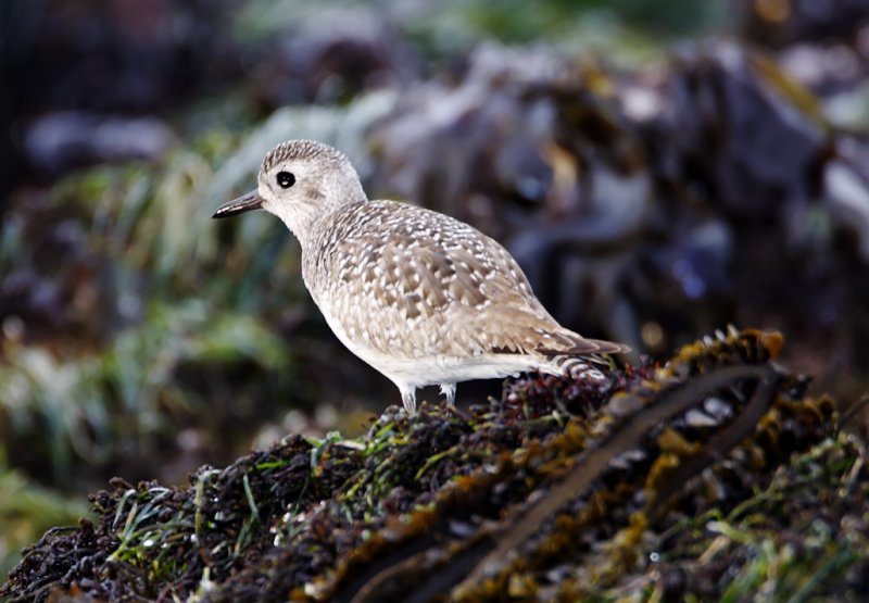 Black-bellied Plover - juvenile_3514.jpg