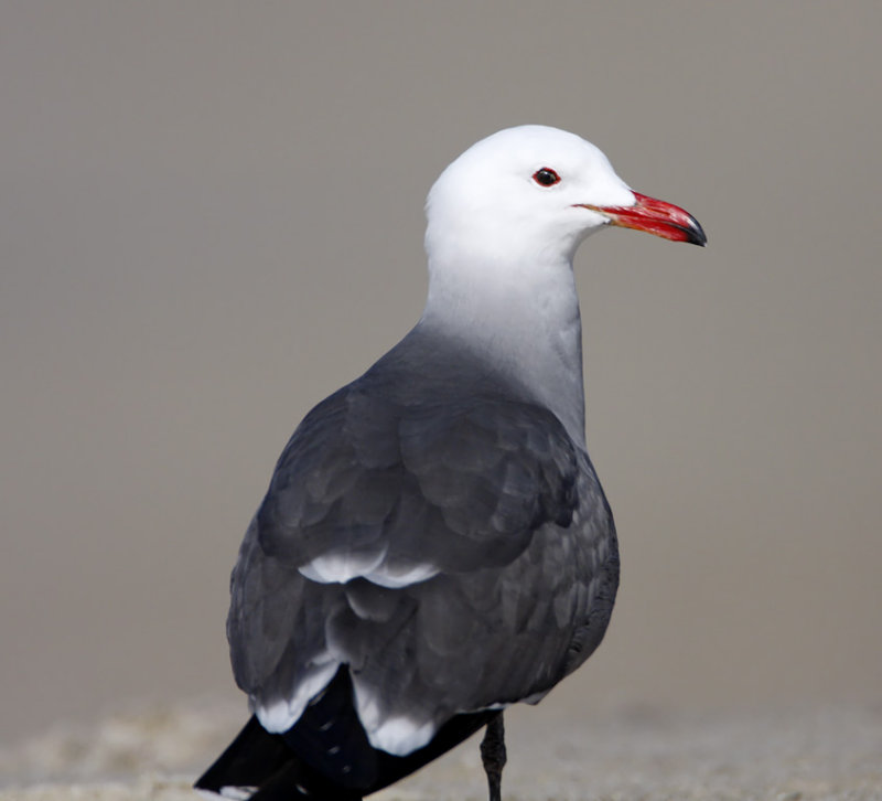 Heermanns Gull - breeding_3208.jpg