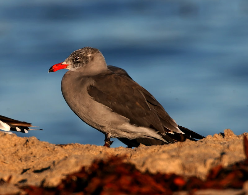 Heermanns Gull - 2nd winter_3265.jpg