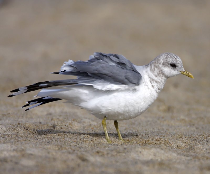 Mew Gull - non-breeding_2977.jpg