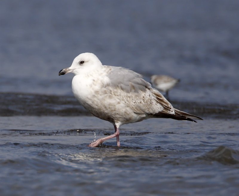 Thayers Gull - 2nd winter_2845.jpg