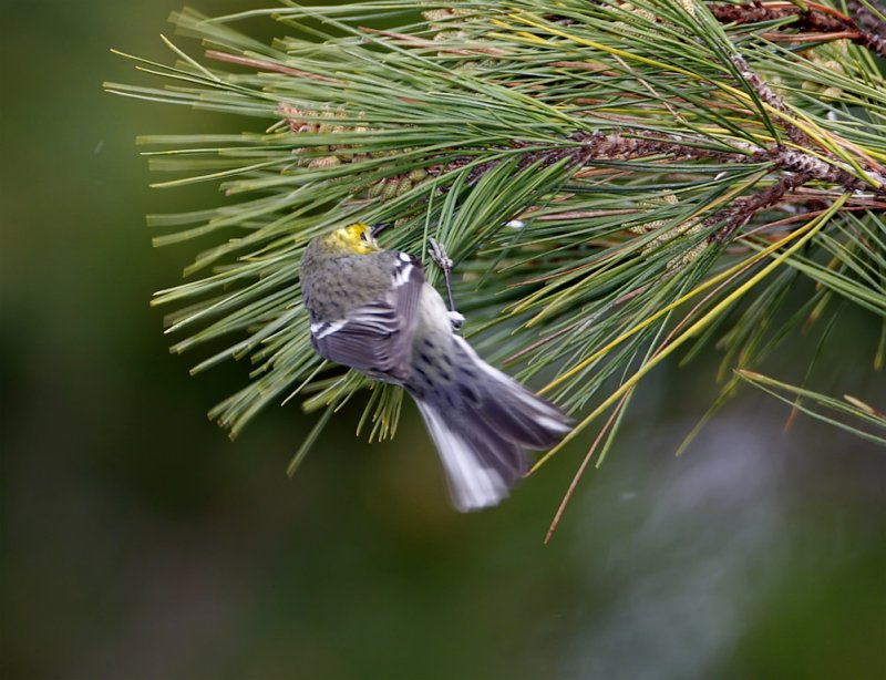 Hermit x Townsends Warbler - female_3991.jpg