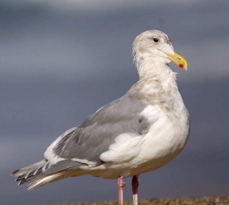 Glaucous-winged x Western Gull _3171.jpg