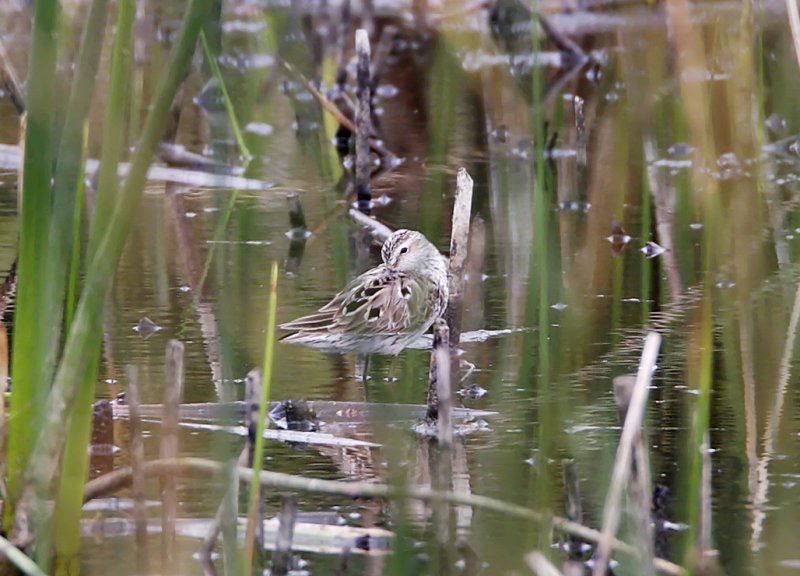 Bairds Sandpiper_5818.jpg
