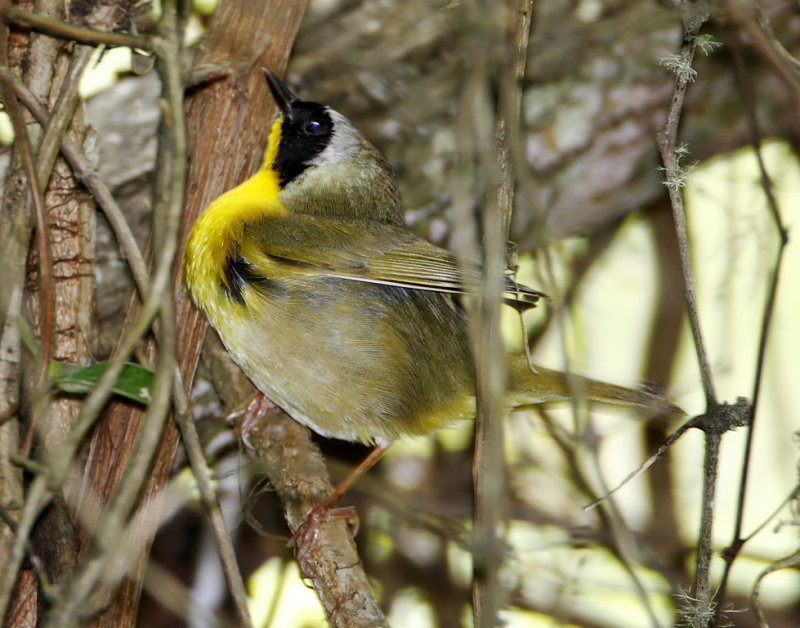 Common Yellowthroat - male_5970.jpg