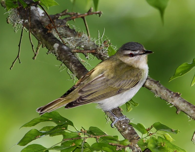 Red-eyed Vireo_4839.jpg