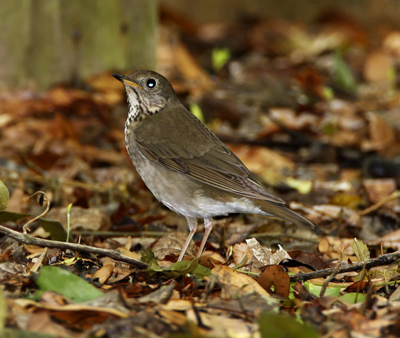 Gray-cheeked Thrush_6753.jpg
