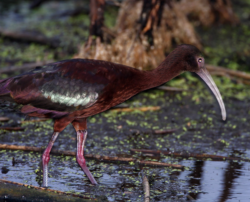 Ibis_6579.jpg