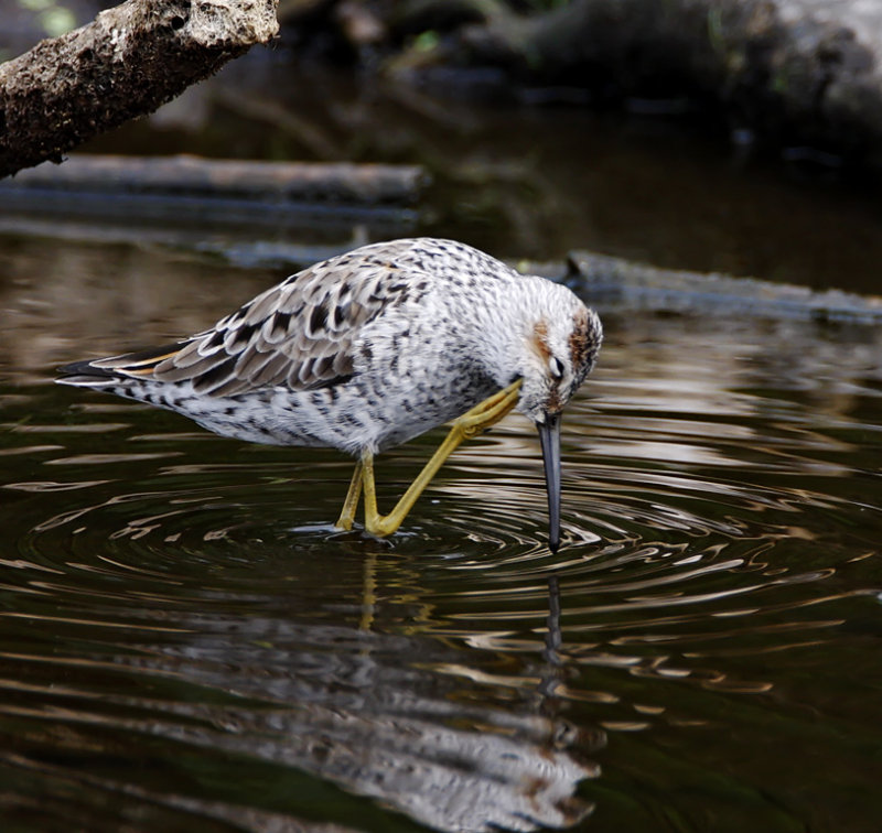 Stilt Sandpiper - breeding_6673.jpg