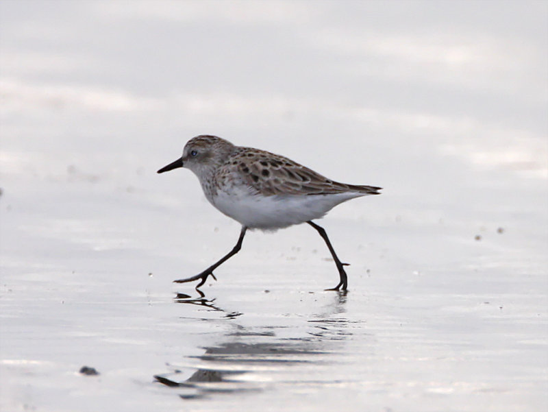Semipalmated Sandpiper - breeding_7179.jpg