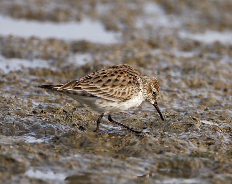 White-rumped Sandpiper_7127.jpg