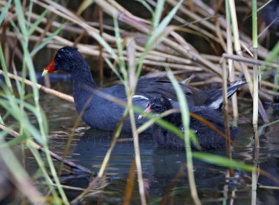 Common Moorhen - adult with  chick_6042.jpg
