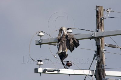 GB Heron - dead_6424.jpg