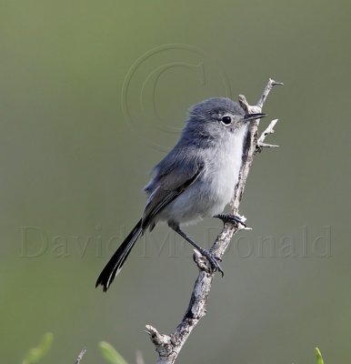 Black-tailed Gnatcatcher_5057.jpg