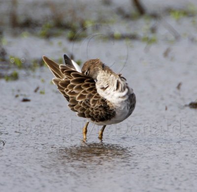Ruff_7197.jpg