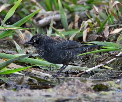 Rusty Blackbird - male - winter_3601.jpg