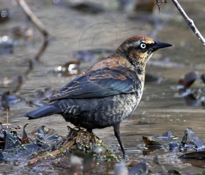 Rusty Blackbird - male - 1st winter_3668.jpg