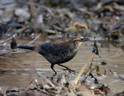 Rusty Blackbird - male - 1st winter_3618.jpg