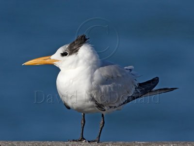 Royal Tern - non-breeding_4451.jpg