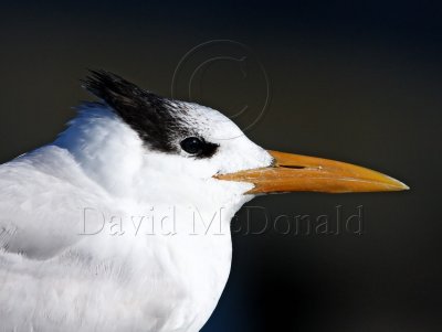 Royal Tern - non-breeding_4462.jpg