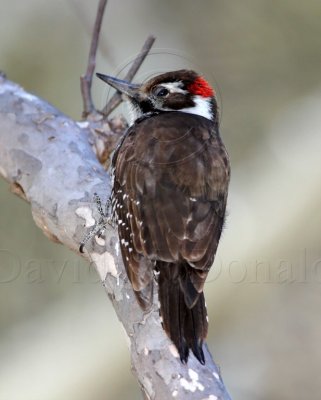 Arizona Woodpecker_5609.jpg