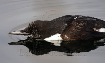 *Common Murre - breeding_0430.jpg