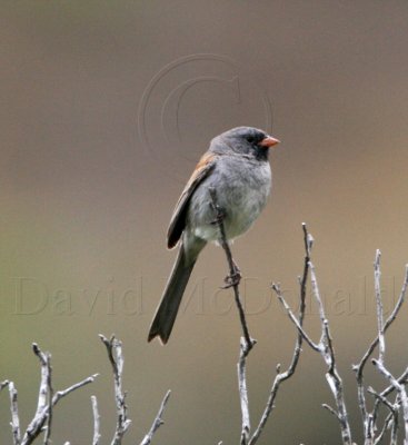 Black-chinned Sparrow - male_0557.jpg