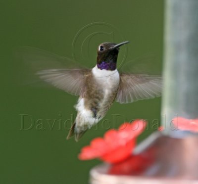 Black-chinned Hummingbird - male_2473.jpg