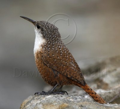 Canyon Wren_7999.jpg