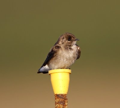 Northern Rough-winged Swallow - adult__0242.jpg