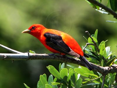 Scarlet Tanager - male breeding_8493.jpg