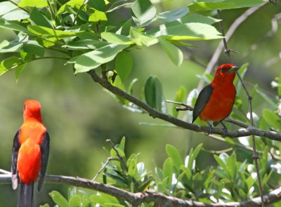 Scarlet Tanagers_8489.jpg