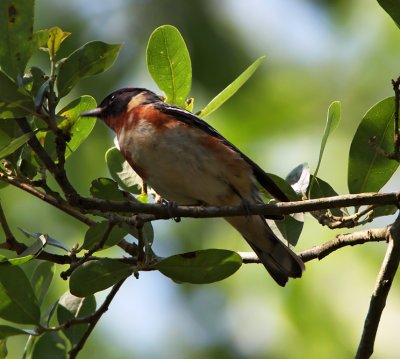 Bay-breasted Warbler - male_8381.jpg