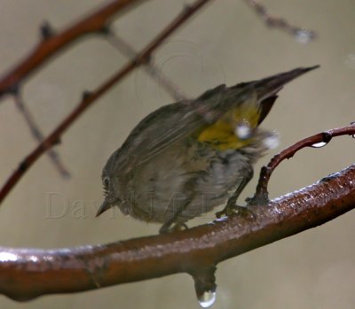 Virginia's Warbler - female_0194.jpg