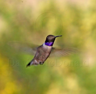 Black-chinned Hummingbird - male_0058.jpg