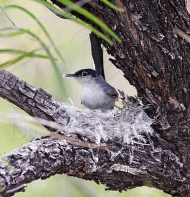 Black-tailed Gnatcatcher - male on nest_0041.jpg
