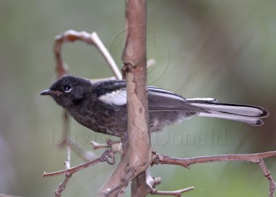 Painted Redstart - juvenile_1750.jpg