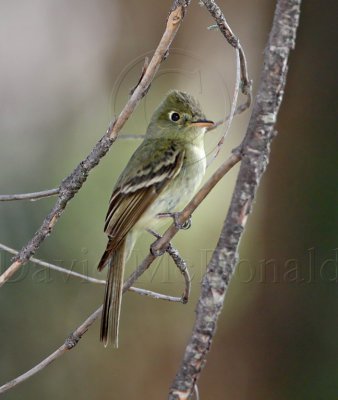 Cordilleran Flycatche_2105.jpg